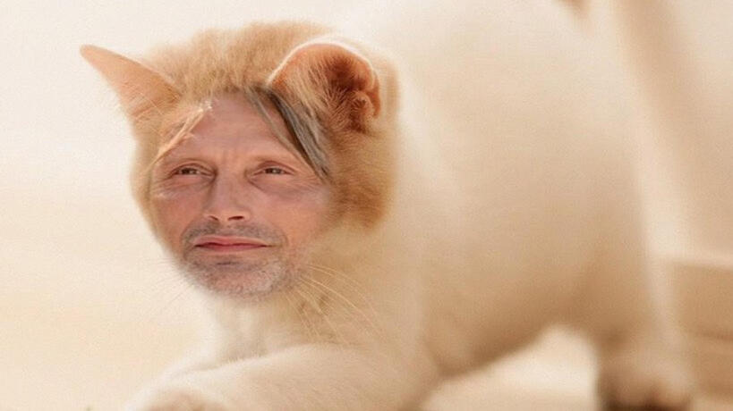 a stock photo of a kitten, with Mads Mikkelsen's face edited onto its face.